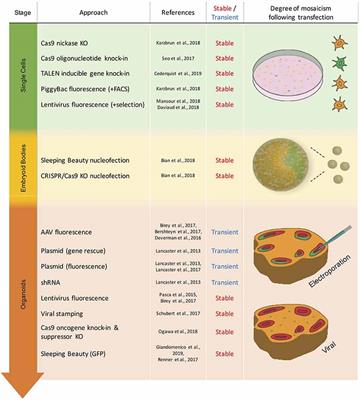 Genetic Modification of <mark class="highlighted">Brain Organoids</mark>